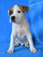 Americký stafordšírský teriér s PP